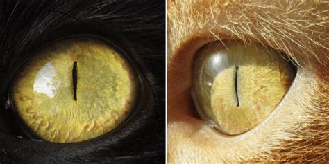 why are cats eyes yellow.